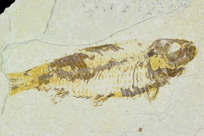 Bargain, Fossil Fish (Knightia) - Wyoming #120629